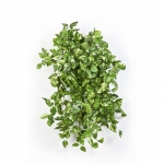 Mini Pothos bush x 560